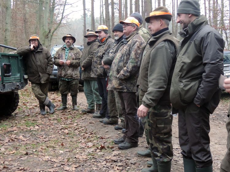 Dąb Rogowo polowanie zbiorowe